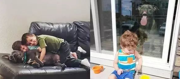 出来没带它!母亲拍大儿子美照,比特犬丑脸乱入,笑翻全家人