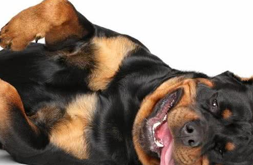 网红“创可贴警犬”即将退役,罗威纳不愧是最聪明的猛犬