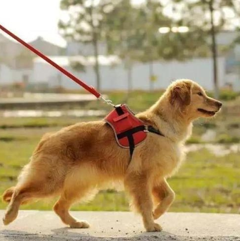 哈士奇咬坏掉牵引绳,主人想起独特遛狗方法,狗子:我有个动迁计