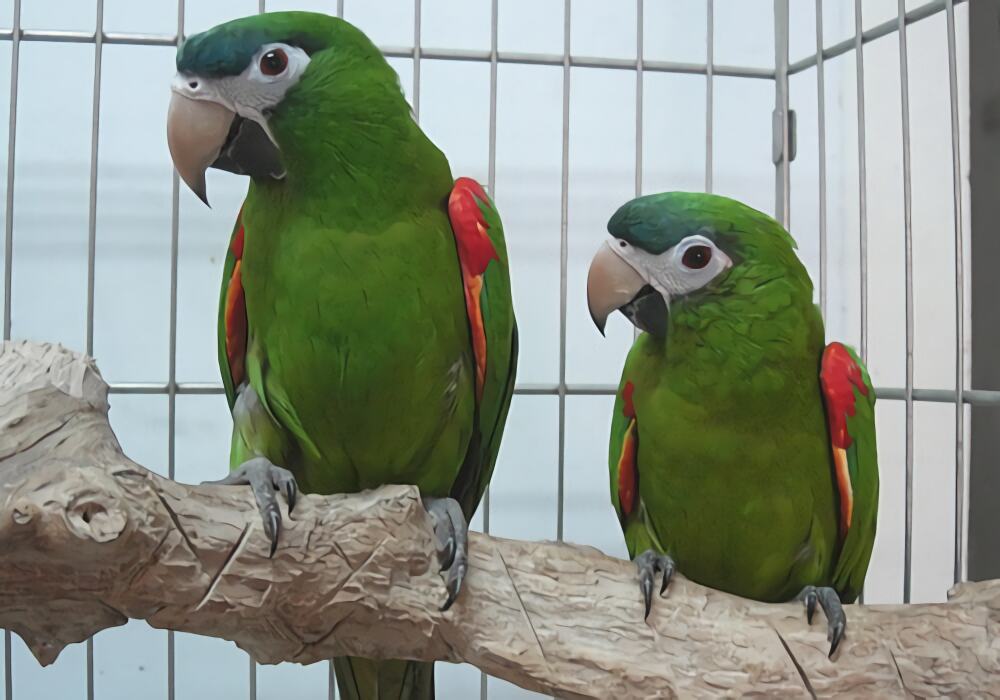 红肩金刚鹦鹉身份信息