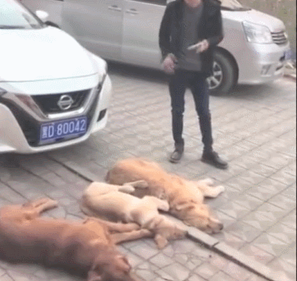 三只金毛狗狗敲诈小轿车车主，规定赔许多食材，车主通电话警报