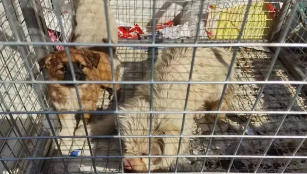 无主犬、流浪犬集中清理收容在行动!养犬也要“文明”范儿!