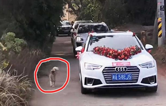 女子嫁人,家狗紧追婚车10多公里送亲