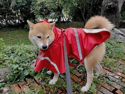 柴犬挣脱绳子，越叫越走气死人！最后主人用妙招让它乖乖回来