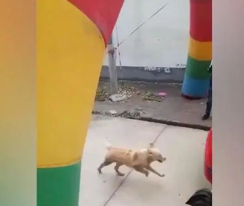女主人嫁人,狗狗拦住小轿车,不舍得女主角离去自身!