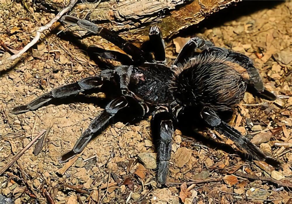 哥伦比亚黑巨人身份信息