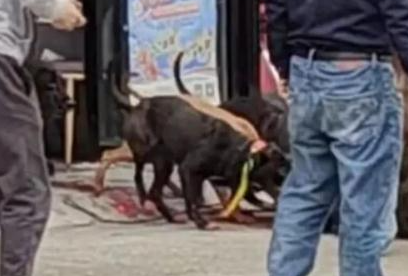 野猪冲进彩票店被5只猎犬制服:不到半小时野猪被咬死