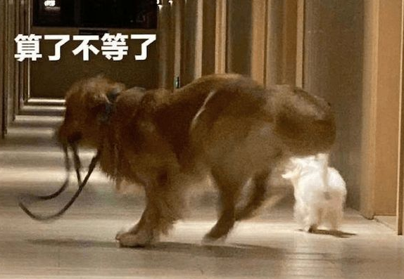 主人墨迹迟迟不出门,两只狗狗转身就飞奔起来:再见,我要去远航