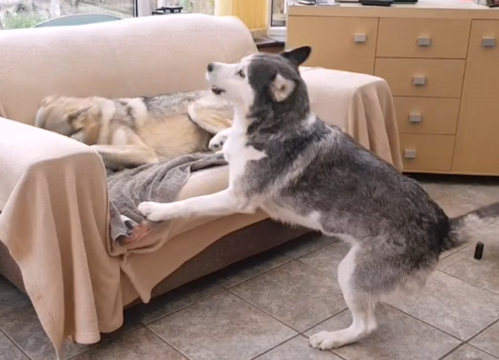 主人家养了狼犬后,二哈的衣食住行就不幸了,狗:管一下下它吧
