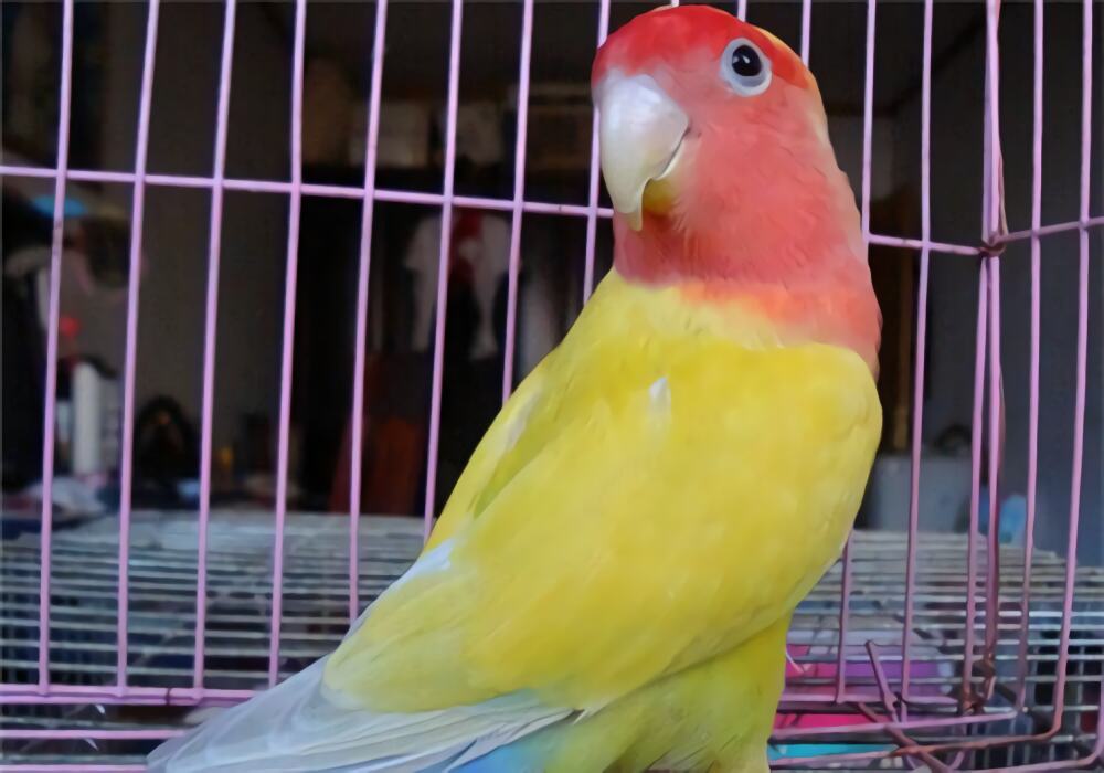 桃面爱情鹦鹉身份信息