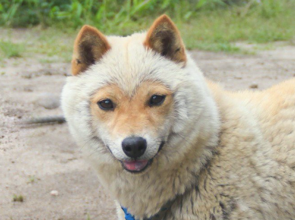 柴犬到换毛期,一时分不清楚它是羊或是小狐狸,我觉得更好像小猴子吧!