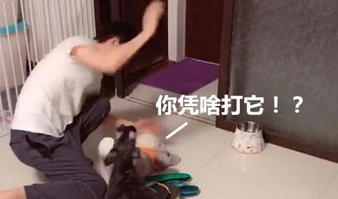 为教育狗狗不乱咬拖鞋,主人以此招示范,不料吓得狗狗相互抱团