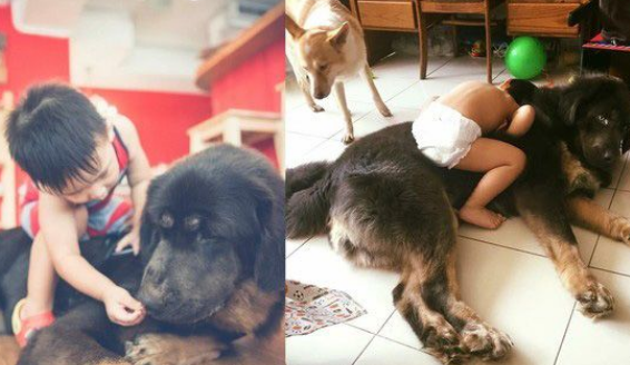 遭受弃养獒犬 收编后要有弟弟陪伴才敢吃饭