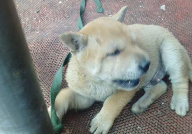 流浪犬被主人拴在马路边,小家伙要想摆脱却束手无策,急得直嗷嗷叫