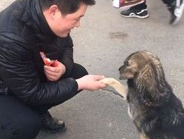 超有灵性流浪狗狗 先握手道谢再咬走食物