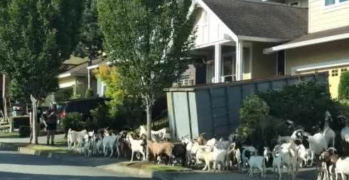 200只山羊闯住宅区逛大街啃花草牧羊犬居然跟下落跑