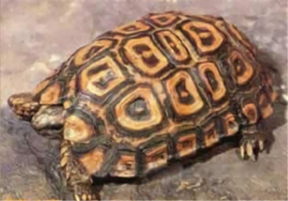 纳塔尔折背陆龟身份信息