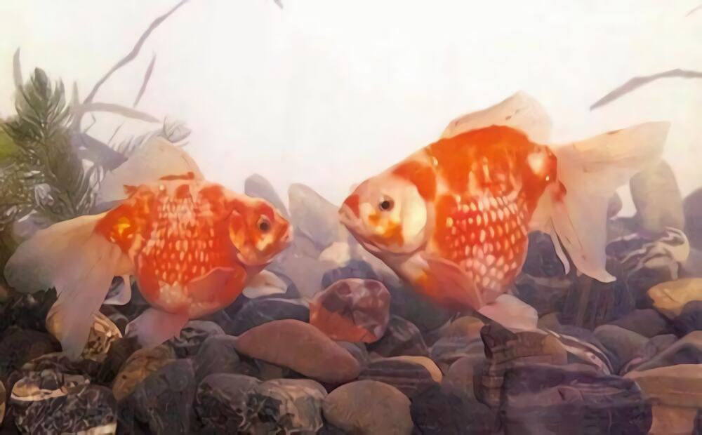 凤尾花珍珠身份信息