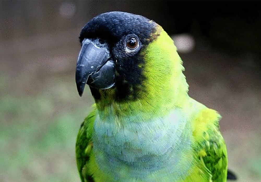 南达锥尾鹦鹉身份信息