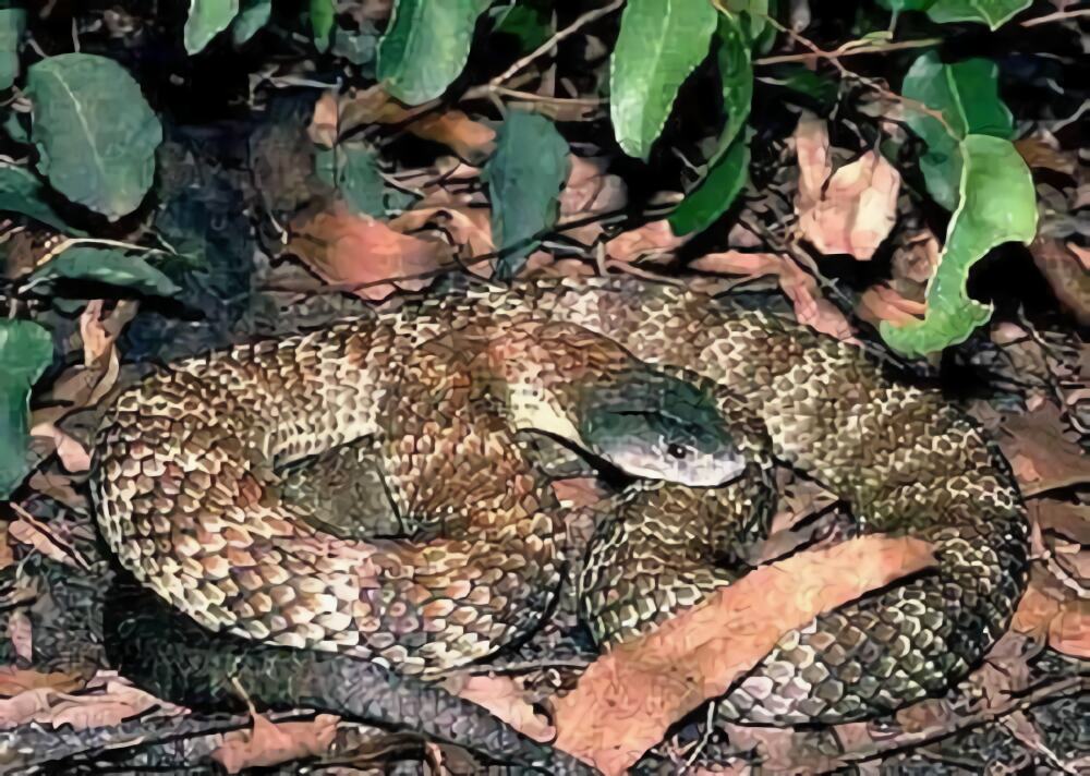 澳洲老虎蛇身份信息