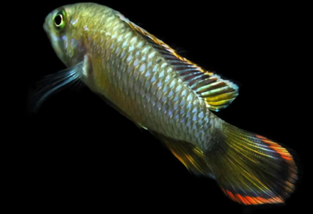 熊猫短鲷身份信息