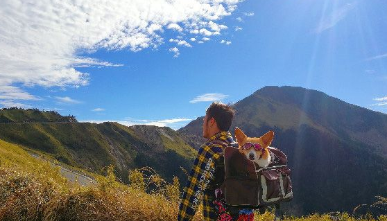 柯基犬在繁殖场被救 幸遇把拔带它旅游看世界