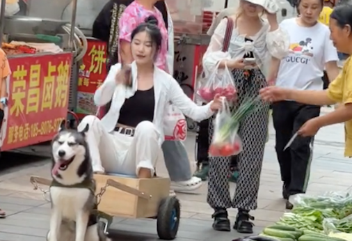 自制狗拉车,让哈士奇去买菜!二哈:这个家没我早散了