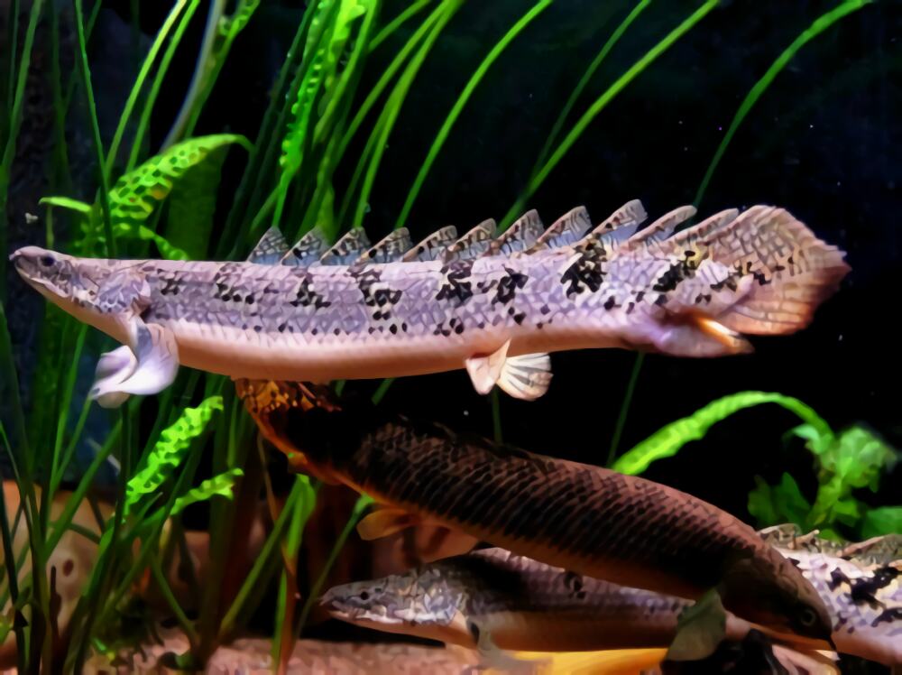 戴氏多鳍鱼身份信息