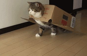 时代变了,现在猫咪的天敌不是狗,而是…