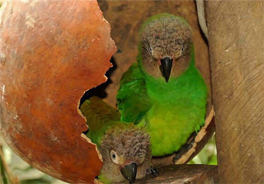 灰头锥尾鹦鹉身份信息