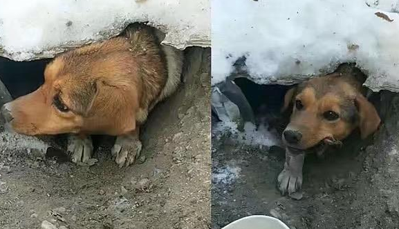 藏在雪天里的流浪狗母亲宁可自己饿着,都不离开宝宝一步,真伟大