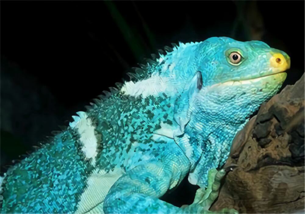 斐济鬣蜥身份信息