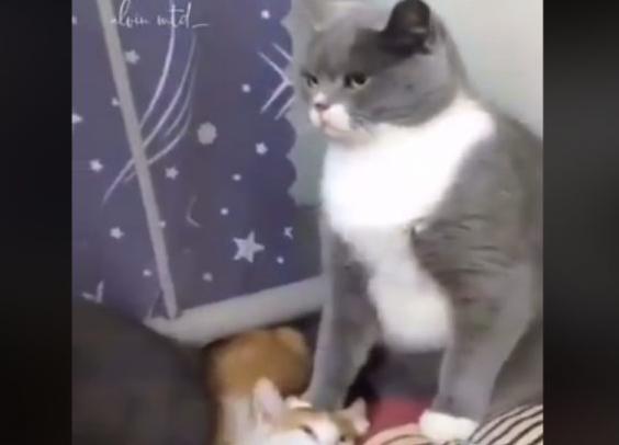 下马威让你知道谁是老大！ 小猫被霸凌幸好马麻来救场