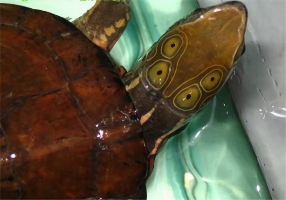 四眼斑水龟身份信息