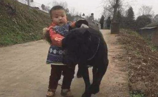 小毛孩拉着狗狗回家,下一秒钟小毛孩的做法让情景的确是太溫暖了
