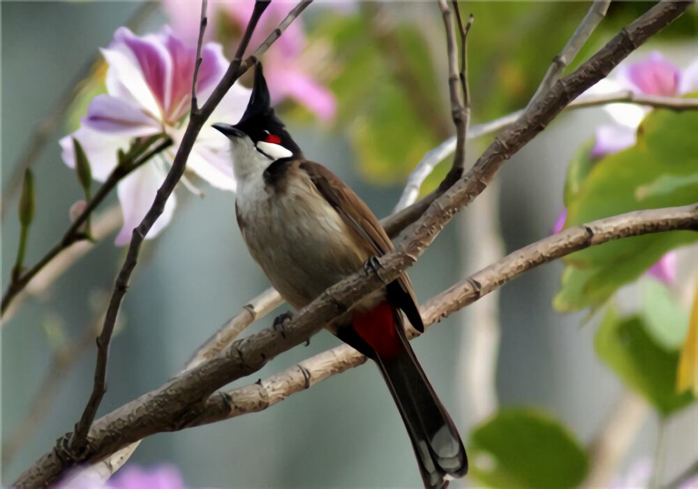 红耳鹎身份信息