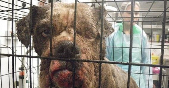 今日英国发生弃养狗事件 怀孕斗牛犬被遗弃公园