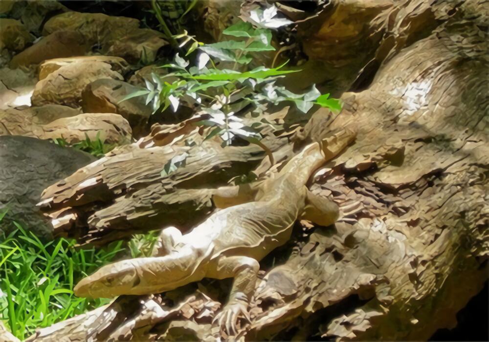 孟加拉巨蜥身份信息