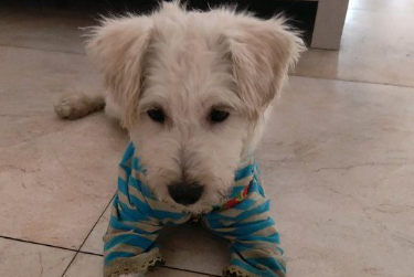 跑丢的流浪狗，女生無心喂一次吃的后，小狗一连三天上门来