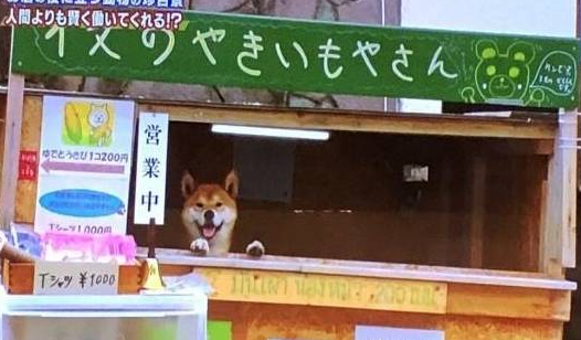 主人雇不到员工卖地瓜,最后找柴犬当老板,狗狗:但我不会找钱