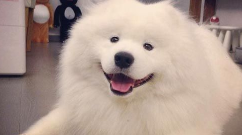 两狗咬死邻九百只鸡 主人称鸡窝有洞应减罚