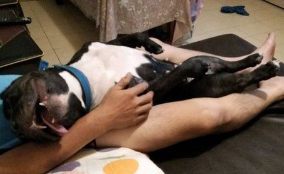 比特犬睡到翻白眼 超崩坏的模样让马麻傻眼
