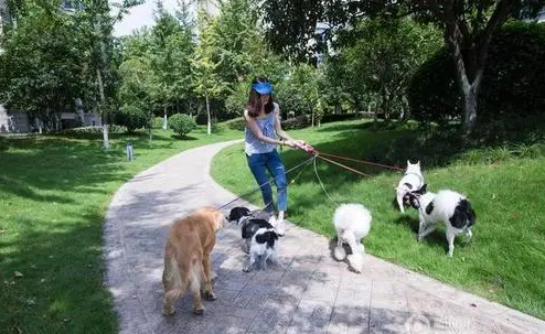 宠物犬小区触电死亡,谁的责任?