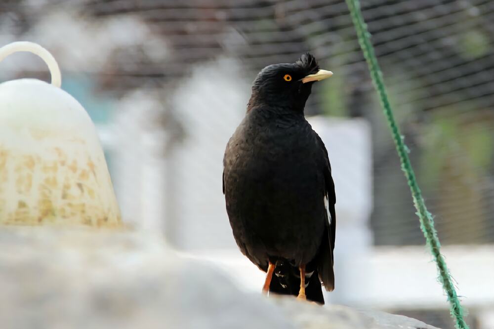 八哥鸟身份信息