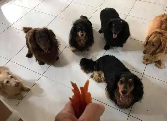 6只腊肠犬用发光的目光注视主人家,嘴巴的样子已出售了他们