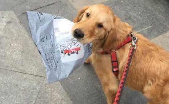 这就是别人家的狗子吗？看完柠檬了