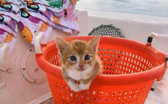 被狗狗带大的猫咪,画风逐渐“犬化”,天生不怕水酷爱游泳
