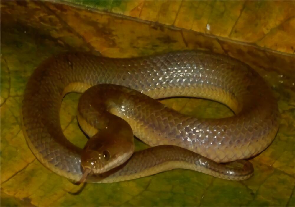 中国水蛇身份信息