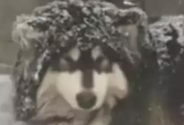 主人狠心把狗狗赶到雪地里睡觉,路人看见后却拍手叫好!