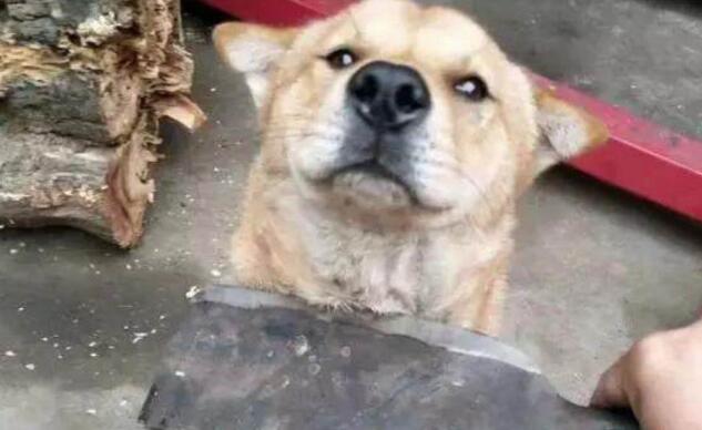 主人拿刀,架在小土狗的脖子上,狗狗的反应让主人笑喷